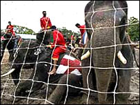 Elefante faz gol