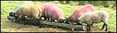 The Latitude sheep