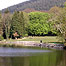 Trees (Image: Castlewellan c/o National Forest of Northern Ireland)