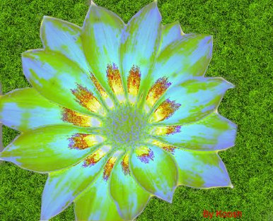 The flower