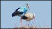 Cegonha azul