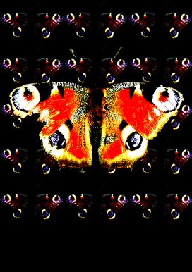 Butterflies