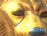 Head of a cheetah