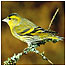 Thetford (Image: Woodland bird)