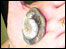 An ammonite from Bridlington beach