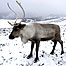Reindeer