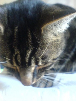 Monty