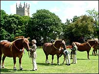 Soham Heavy Horses - photo - www.soham.org.uk