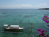 Seaweed fields 
