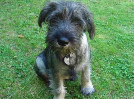 boris