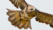 Common buzzard by Ashley Cohen