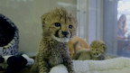 Gepard