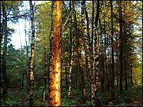 Wychbury Wood