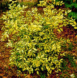 Eleagnus pungens 