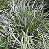Astelia banksii