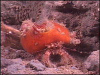 crab