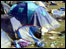 Festival camp site