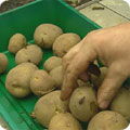 Potatoes