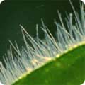 Silver-leaved plant