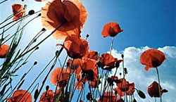 Poppies