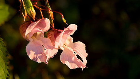 Himalayan Balsam