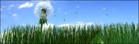 Grass