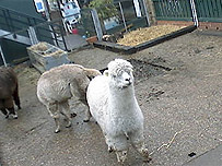 Vauxhall City Farm