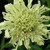 Cephalaria gigantea