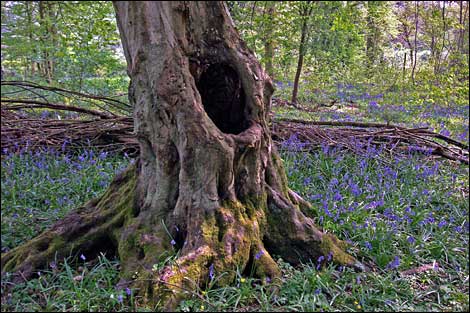 Bluebells at Lackham, Neil Goddard