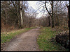Track in Savernake