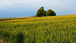 _bbc_farm