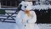 Snow bear