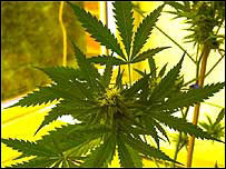 Cannabis