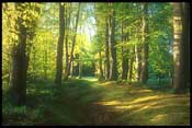 Trees on Moyola Golf Course (Photo - Pascal Diamond)