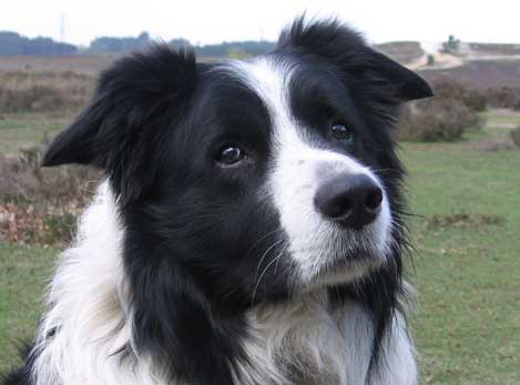 jasper