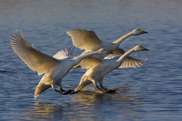 Swan Lake
