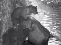 Otters in Nunthorpe