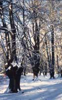 Loughton Camp