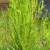 Platycladus orientalis 'Franky Boy'