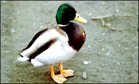 duck