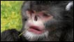 Recriação do macaco a partir de uma espécie relacionada e uma carcaça