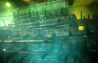 Mary Rose