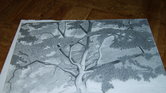 Japanese Maple...