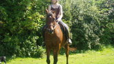 A Sunny Horse...