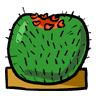 Image: Cacti stems expand to store water