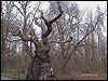 Big Belly Oak