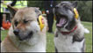 Cachorros em Finsbury Park