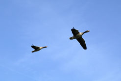 geese