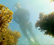 Miranda and seaweed
