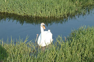 single swan